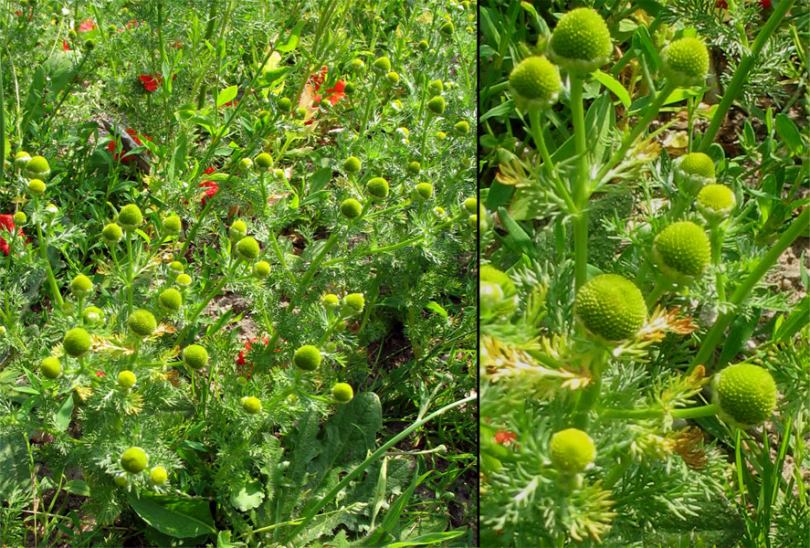 Изображение особи Matricaria discoidea.