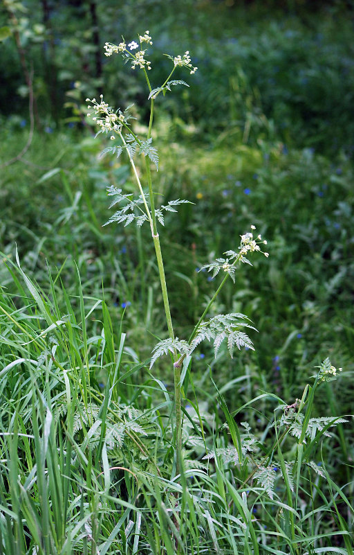 Image of Anthriscus sylvestris specimen.