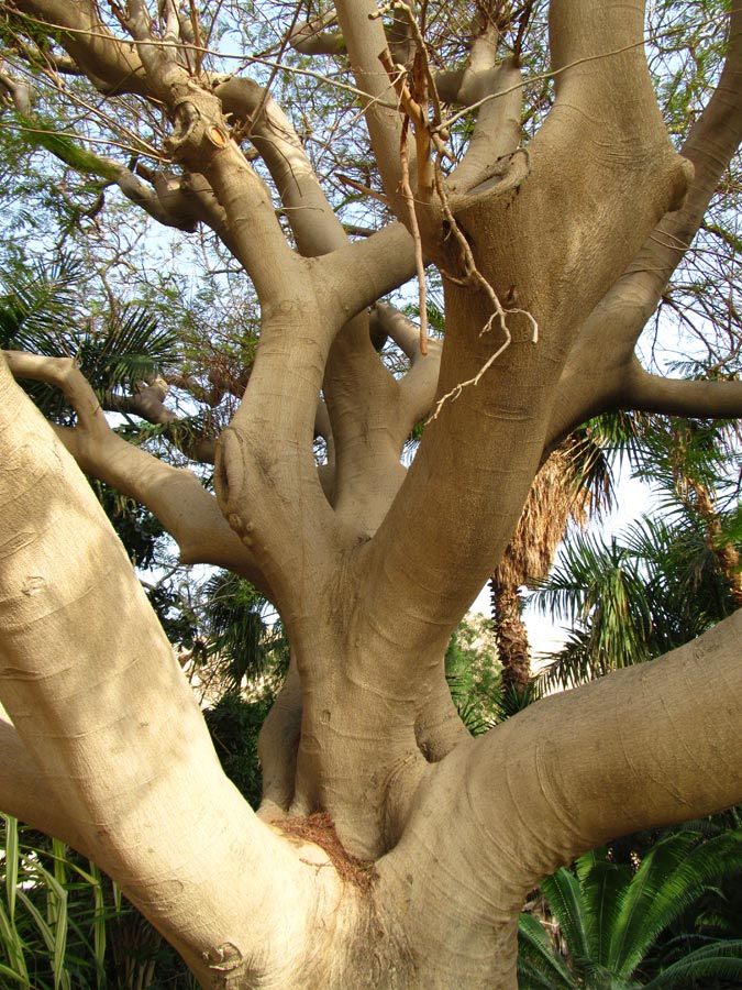 Image of Delonix regia specimen.