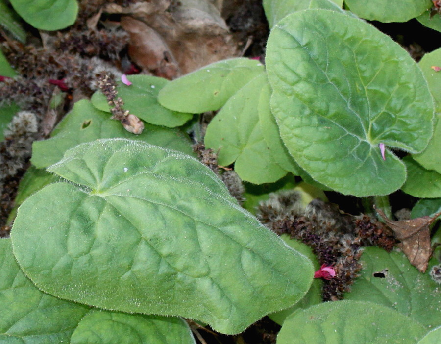 Изображение особи Doronicum plantagineum.