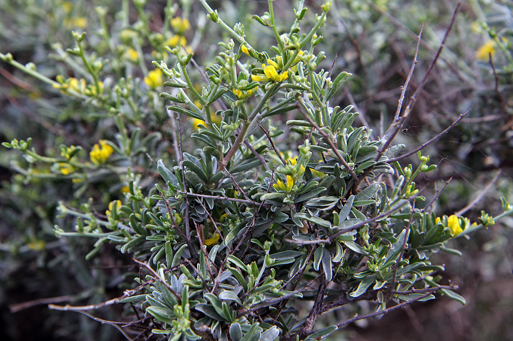 Image of Anthyllis hermanniae specimen.