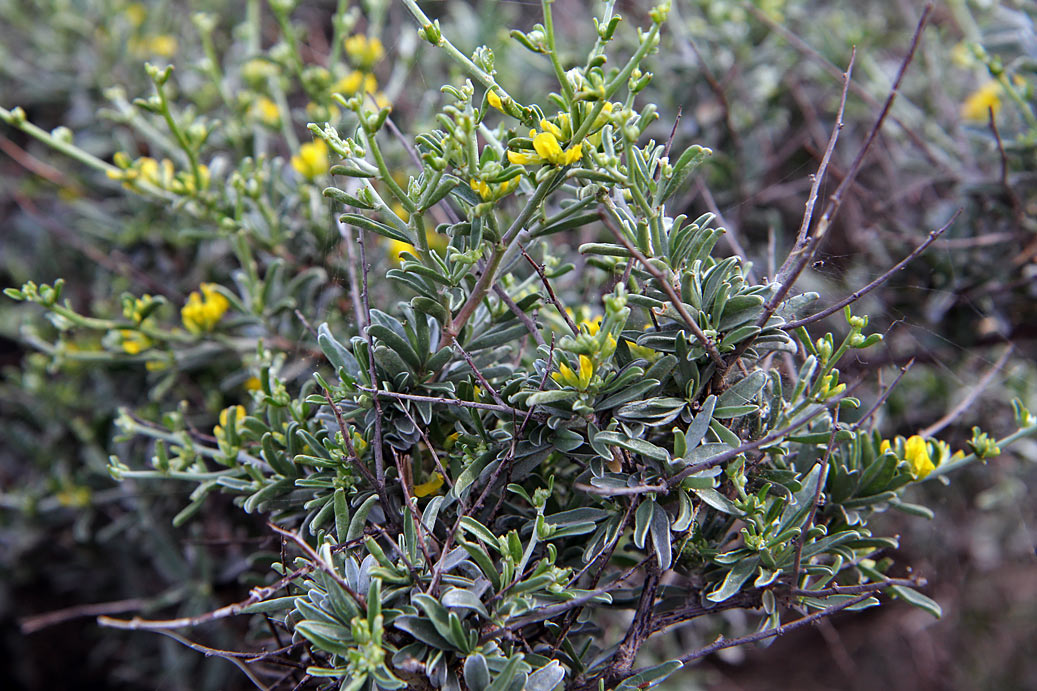 Изображение особи Anthyllis hermanniae.