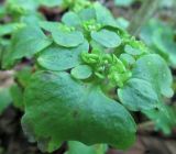 Chrysosplenium alternifolium. Верхушка цветущего растения. Украина, г. Киев, лес на восточной окраине, тенистая местность. 11.05.2014.