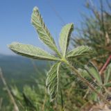 Potentilla callieri. Лист (вид с тыльной стороны). Краснодарский край, Абинский р-н, хр. Грузинка, гора Шизе. 10.05.2014.