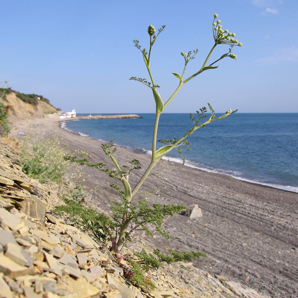 Image of Astrodaucus littoralis specimen.