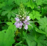 Dactylorhiza fuchsii. Расцветающее соцветие. Московская обл., Сергиево-Посадский р-н, окрестности с. Абрамцево, обочина дороги у кромки широколиственного леса. 08.06.2014.