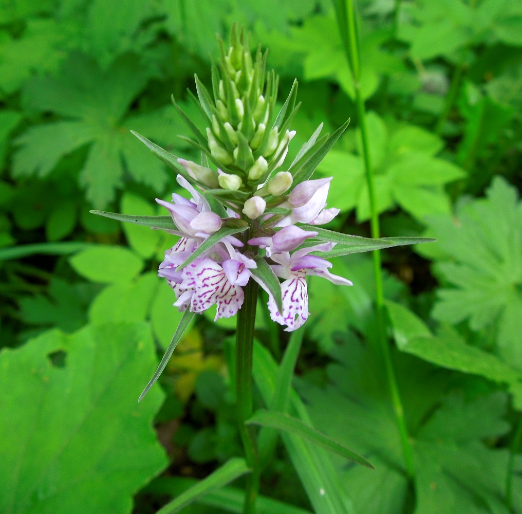 Image of Dactylorhiza fuchsii specimen.