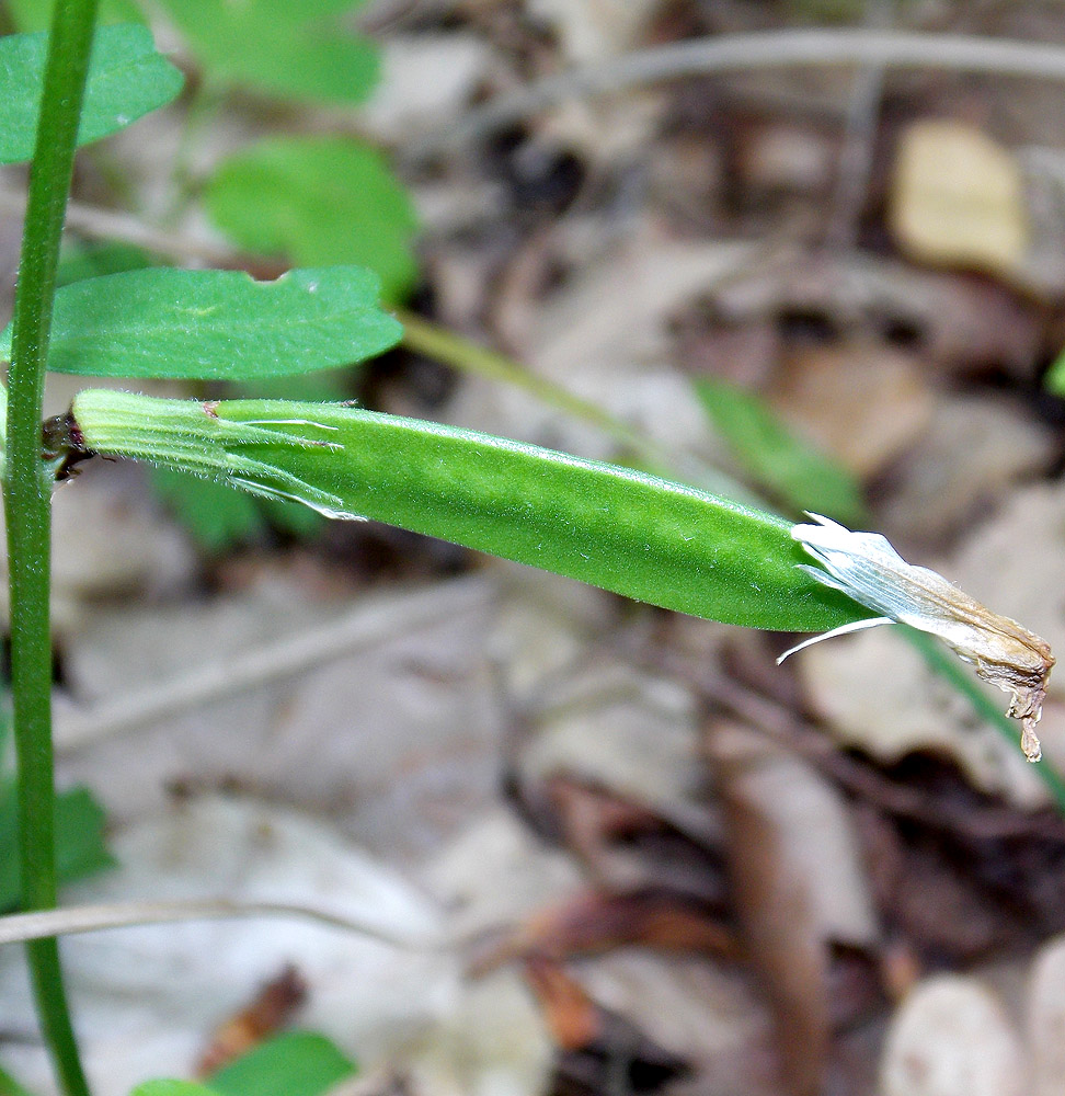 Изображение особи Vicia grandiflora.