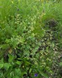 Alchemilla tephroserica