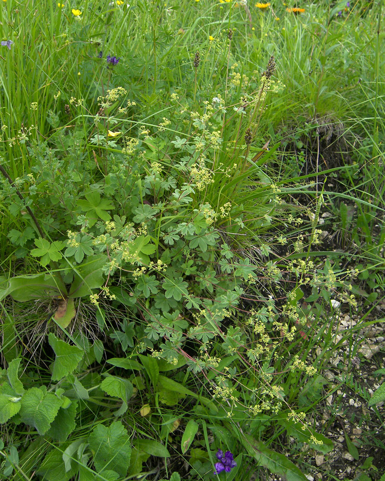 Изображение особи Alchemilla tephroserica.