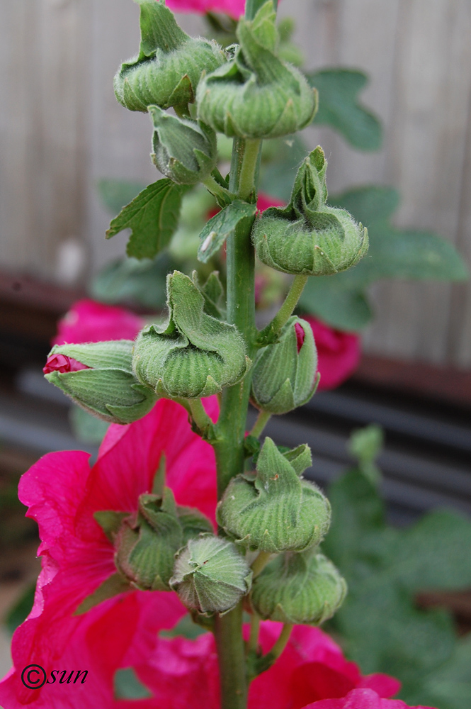 Изображение особи Alcea rosea.