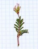 Hedysarum spinosissimum