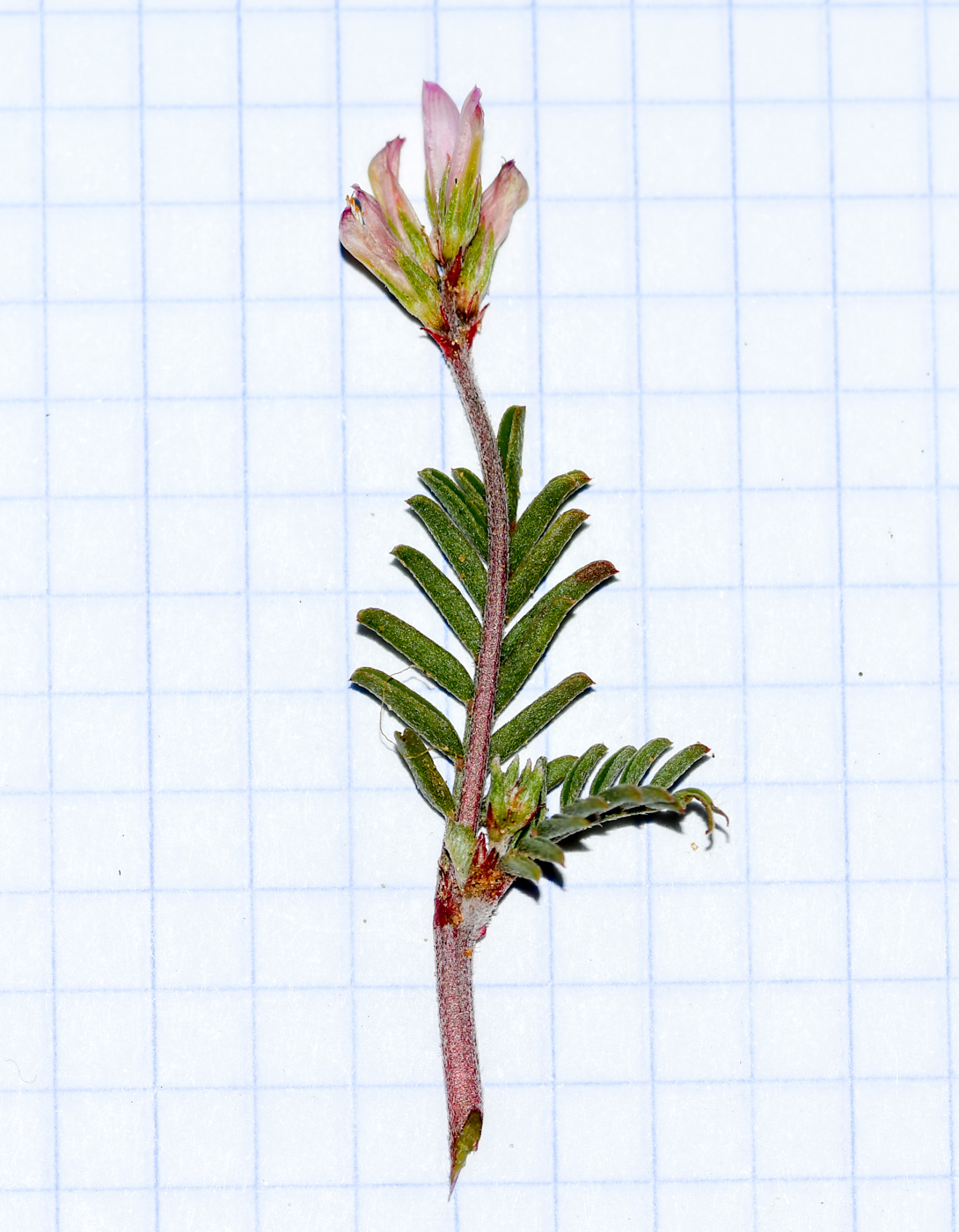 Image of Hedysarum spinosissimum specimen.