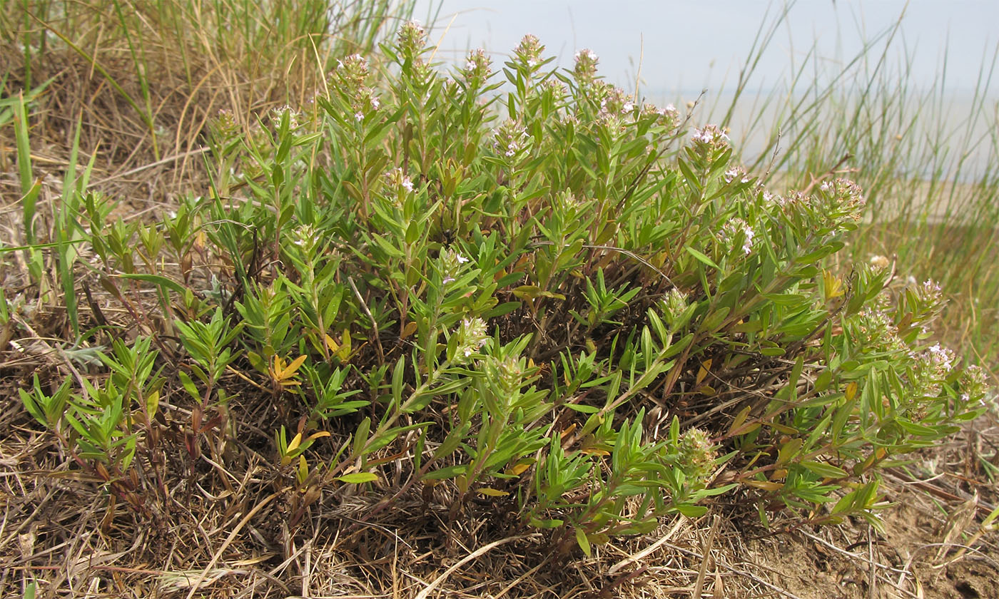 Image of Thymus &times; dimorphus specimen.