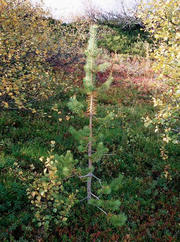 Image of Pinus friesiana specimen.