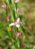 Centaurium spicatum