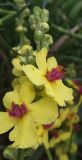 Verbascum marschallianum. Часть соцветия с распустившимися и нераспустившимися цветками. Ростовская обл., Азовский р-н, окр. пос. Солнечный, склон балки. 18.06.2014.