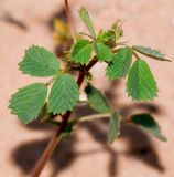 Medicago littoralis