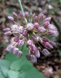 Allium rotundum