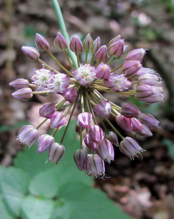 Изображение особи Allium rotundum.