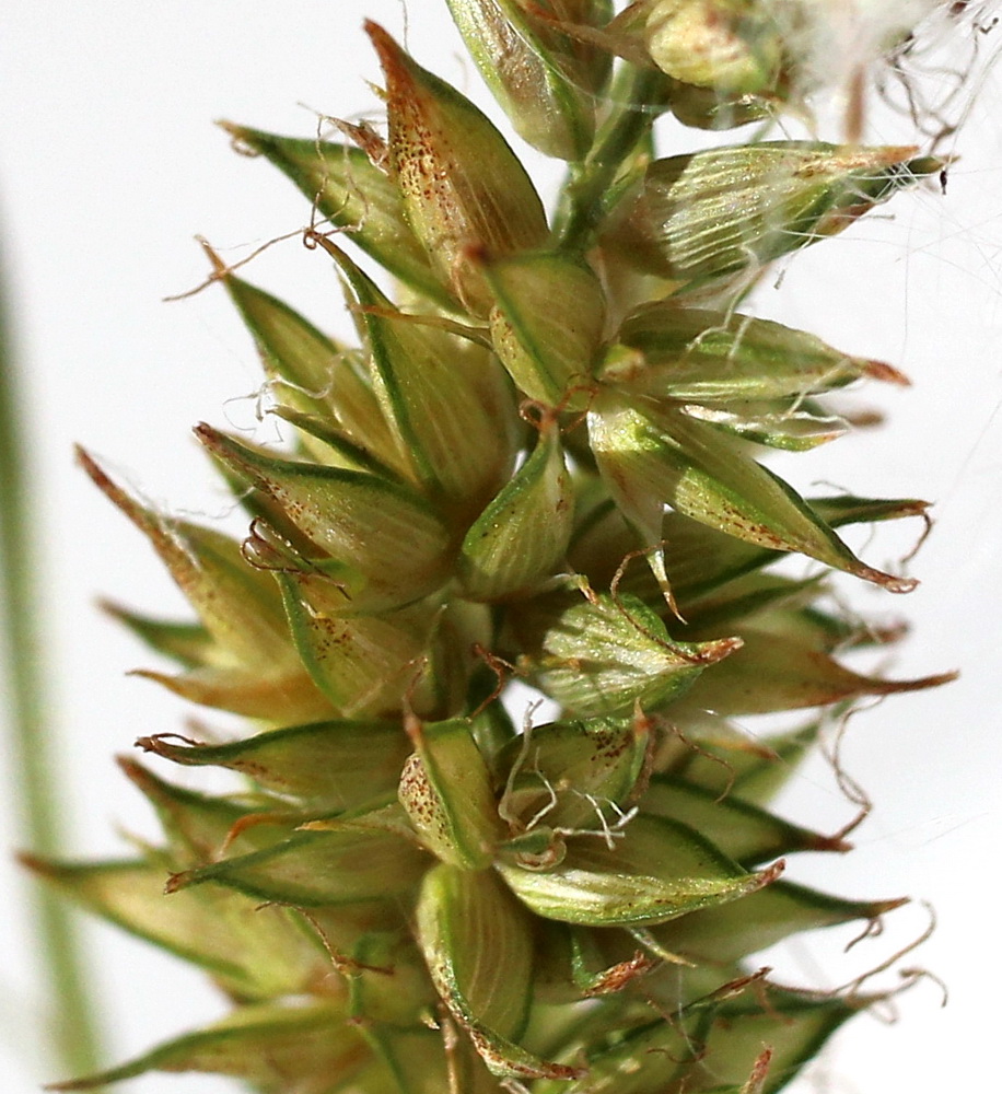 Image of Carex leiorhyncha specimen.
