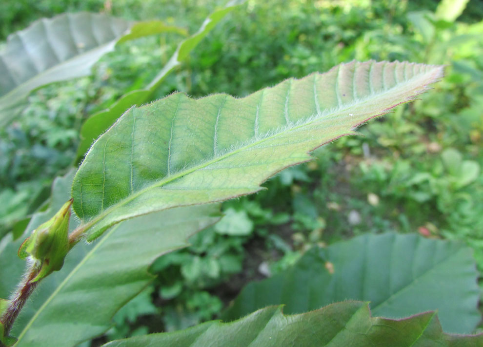 Изображение особи Castanea mollissima.