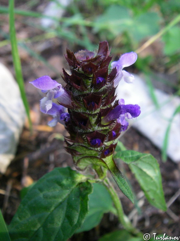 Image of Prunella vulgaris specimen.