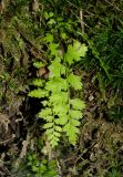 род Asplenium