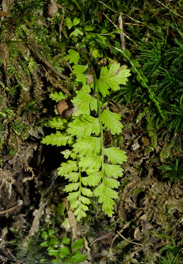 Изображение особи род Asplenium.