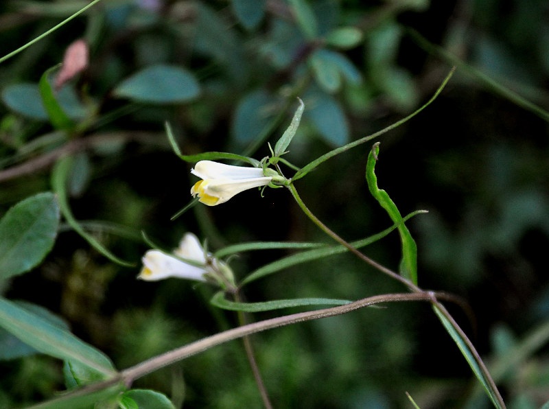 Image of Melampyrum pratense specimen.