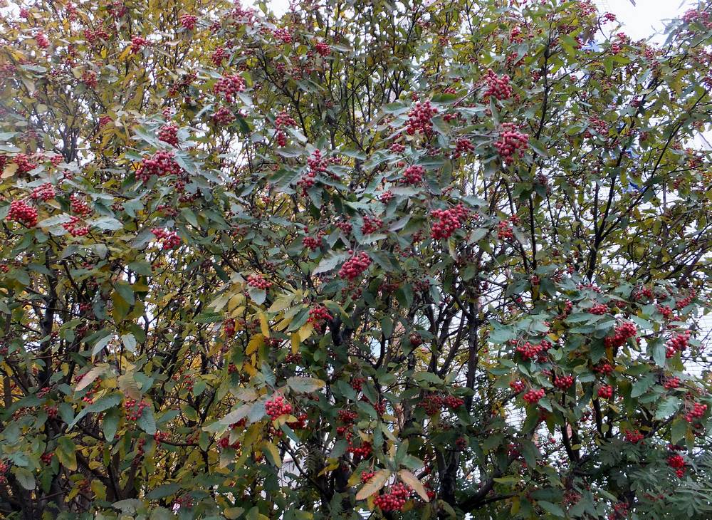 Image of Sorbus &times; thuringiaca specimen.