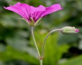 Geranium psilostemon. Цветок и бутон ('Patricia'). Германия, г. Крефельд, Ботанический сад. 06.09.2014.