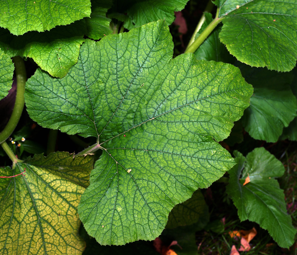 Image of Cucurbita pepo specimen.