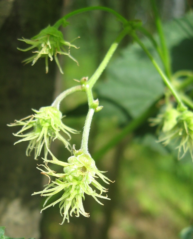 Image of Humulus lupulus specimen.