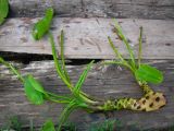 Nuphar lutea