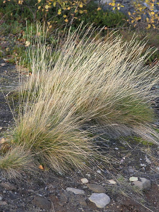 Image of Festuca ovina specimen.