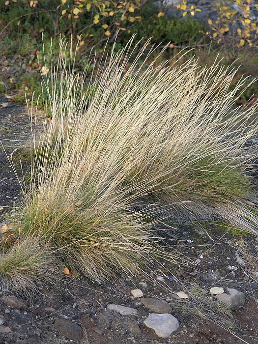 Изображение особи Festuca ovina.