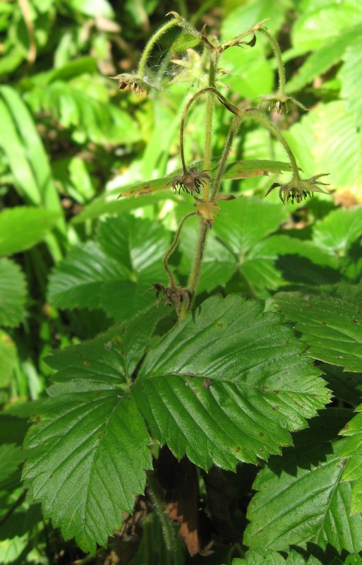 Изображение особи Fragaria moschata.