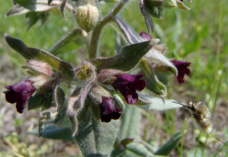 Image of Nonea pulla specimen.