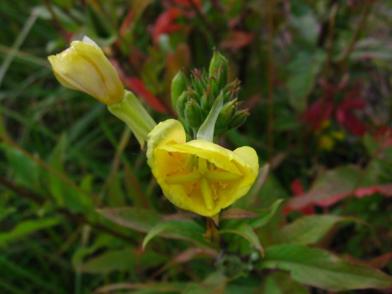 Изображение особи Oenothera rubricaulis.