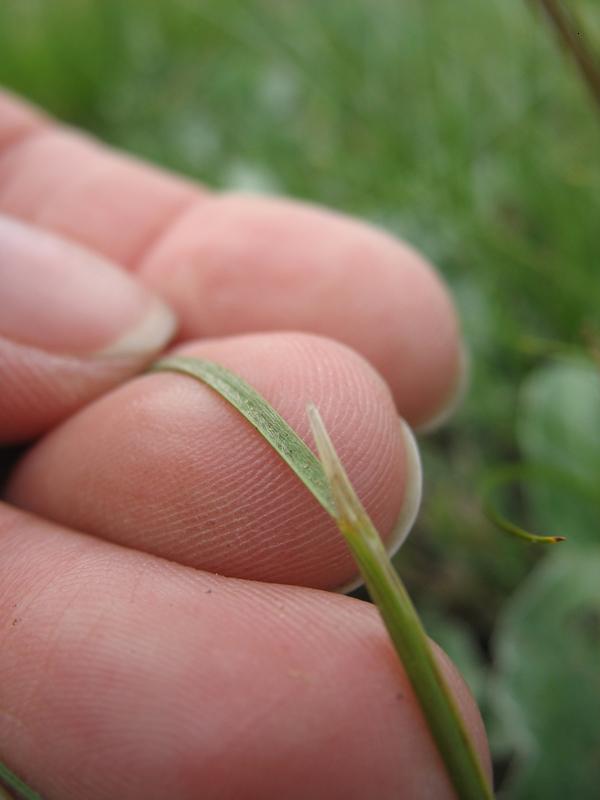 Изображение особи Stipa pontica.