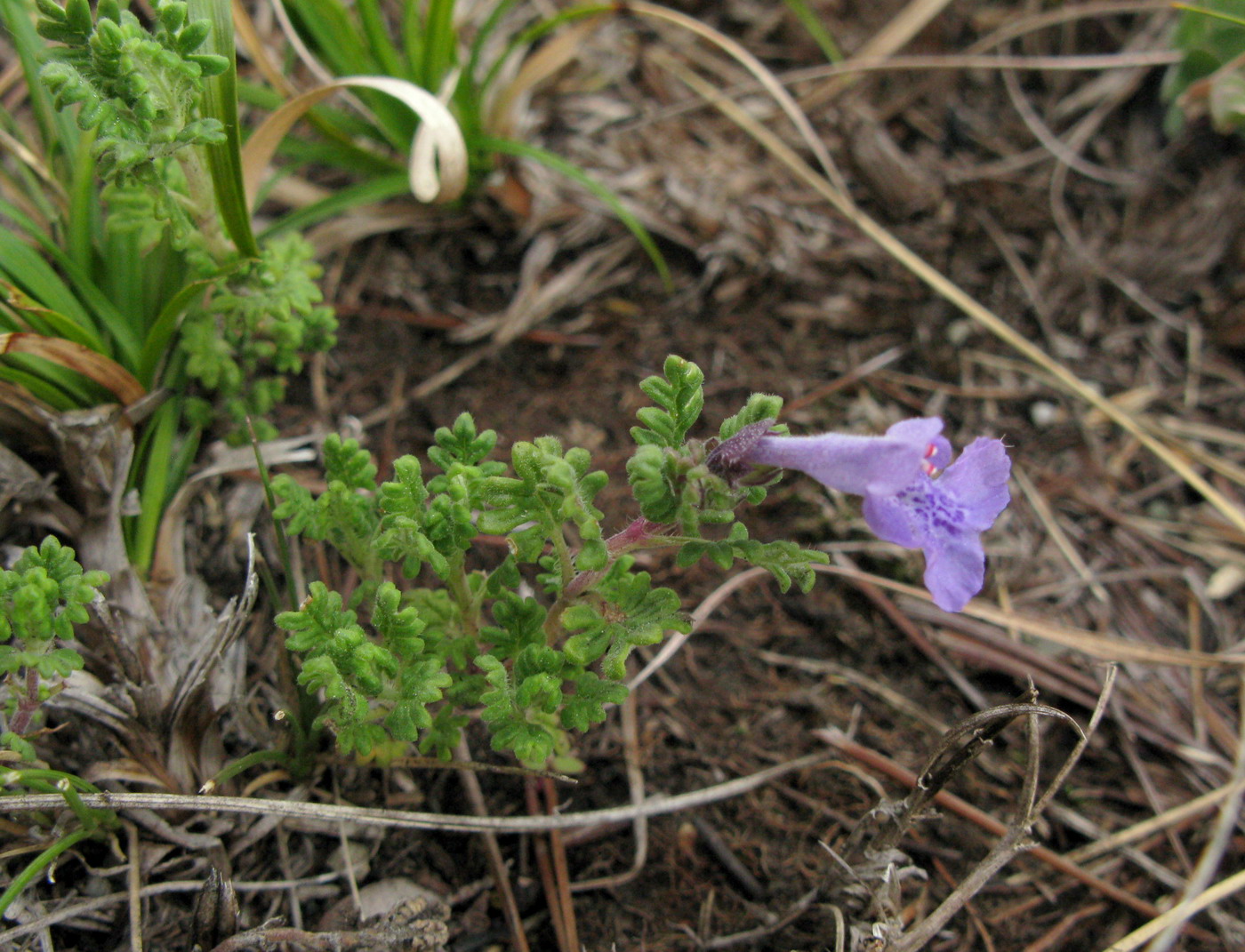 Image of Dracocephalum discolor specimen.