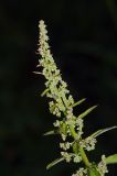 Lipandra polysperma. Верхушка плодоносящего растения. Московская обл., Раменский р-н, окр. дер. Хрипань. 22.07.2009.