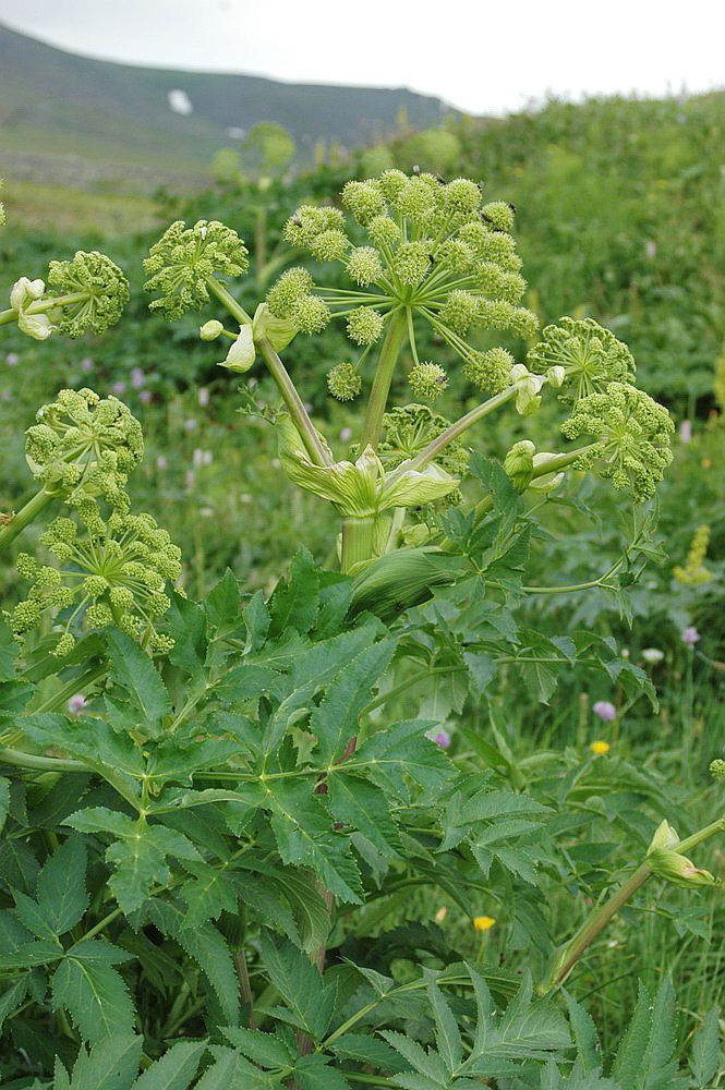Image of Archangelica officinalis specimen.