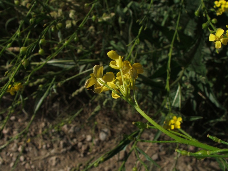 Image of Bunias orientalis specimen.