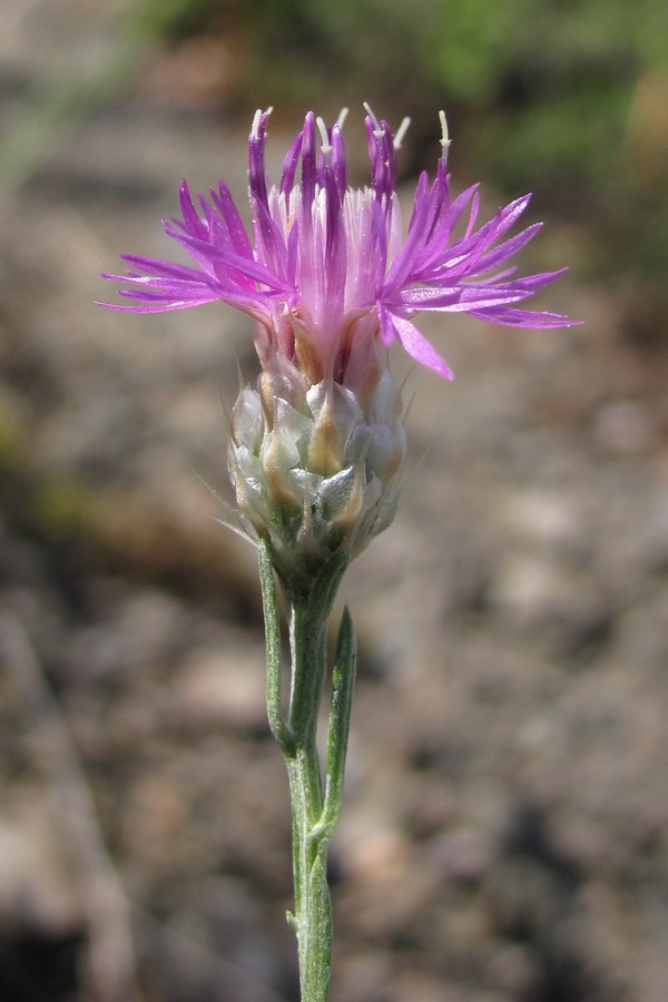 Image of Centaurea stankovii specimen.