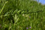 Astragalus danicus. Лист. Новгородская обл., г. Боровичи, Бобровские горы, склон глубокого оврага. 12.06.2015.