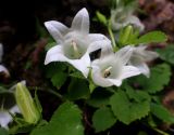 Campanula pendula