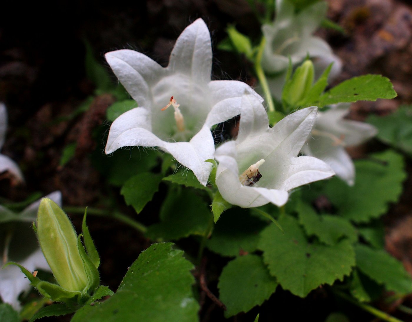 Изображение особи Campanula pendula.