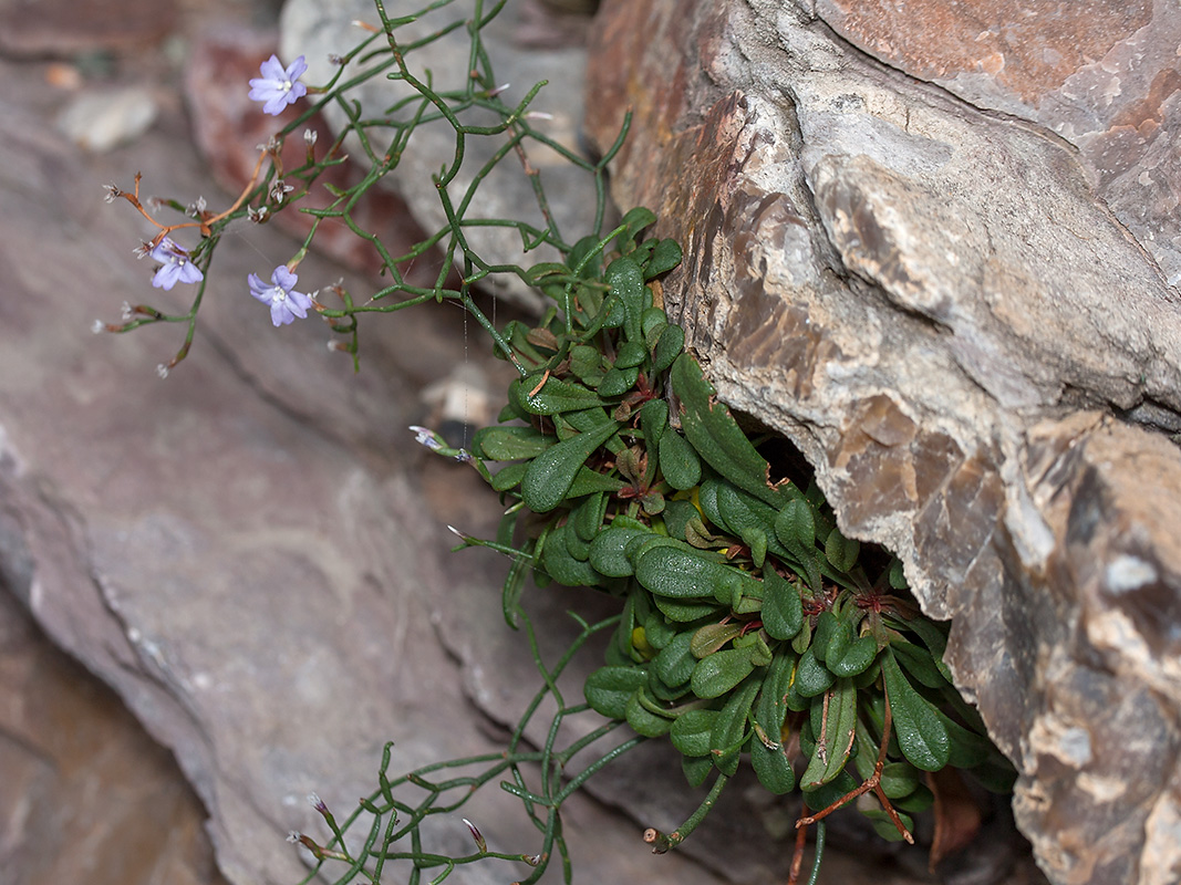 Изображение особи Limonium anfractum.